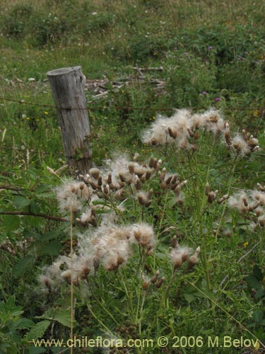 Фотография Cirsium vulgare (Cardo negro). Щелкните, чтобы увеличить вырез.